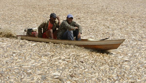 Peixes mortos podem prejudicar surf na pororoca