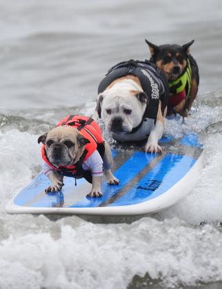 Campeonato de Surf Para Cães na Califórnia