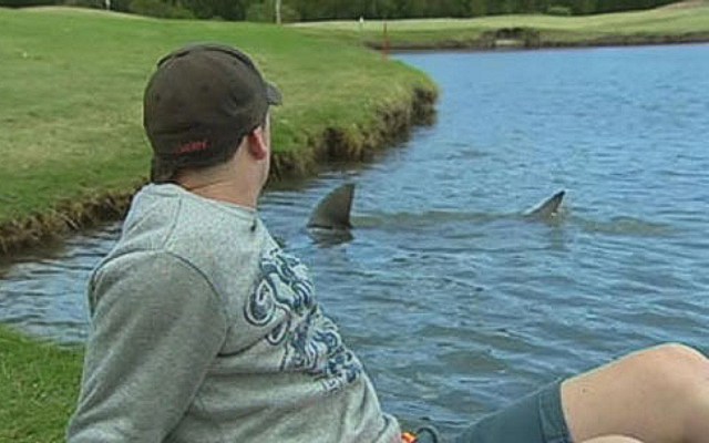 Surfistas golfistas: cuidado com os tubarões no buraco 14 de Carbrook