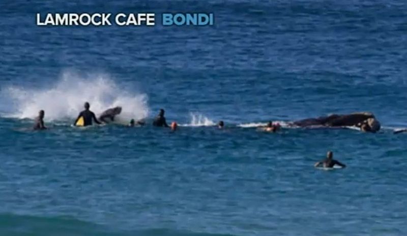 Baleia Nocauteia Surfista na Austrália