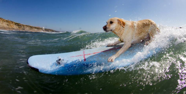 Segunda Edição do CÃOpeonato Português de Surf