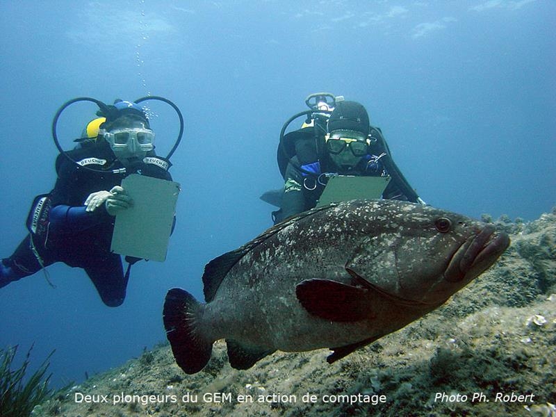 Habitats e Hábitos da Garoupa