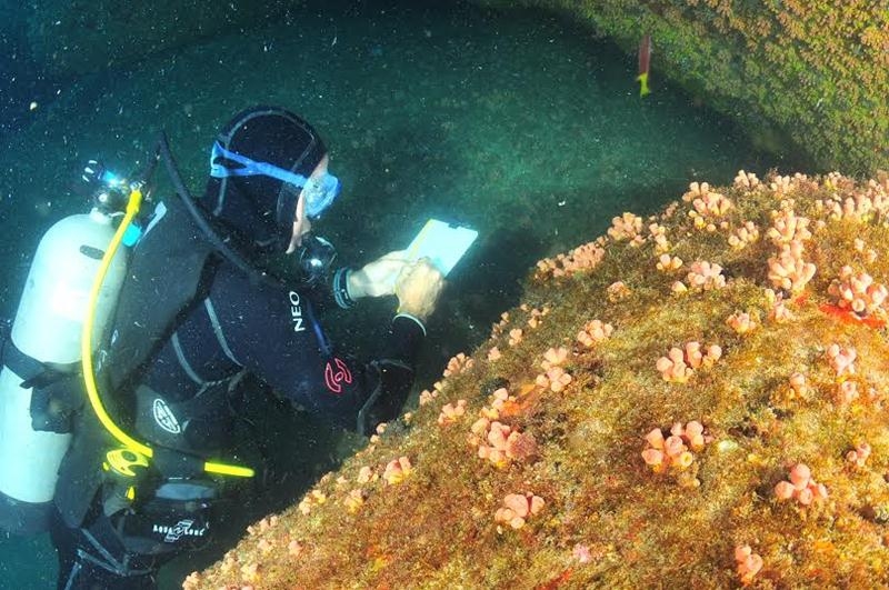 Mergulho Científico na IV Campanha de Reconhecimento dos Habitats das Garoupas