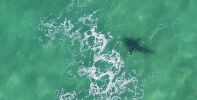 Tubarão Colossal Fecha Praias Australianas por uma Semana