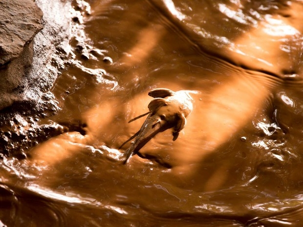 Samarco diz que contaminação de peixes com metais é natural