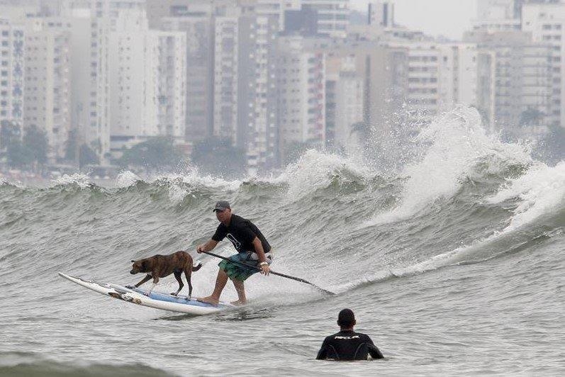 Parafina, o Cão surfista, disputa campeonato na Califórnia