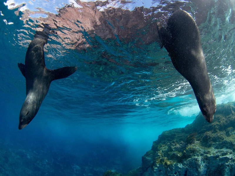 Chile: Largest Marine Reserve in the Americas