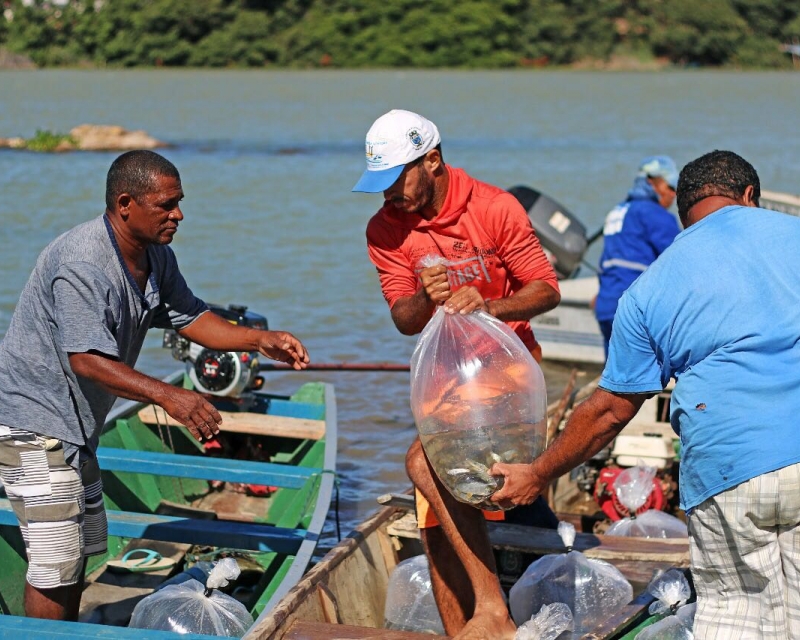  Dia do Meio Ambiente: Codevasf realiza peixamento de alevinos em Pernambuco