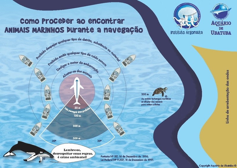 Imagens de tubarão-baleia em Ilhabela - Instituto Argonauta