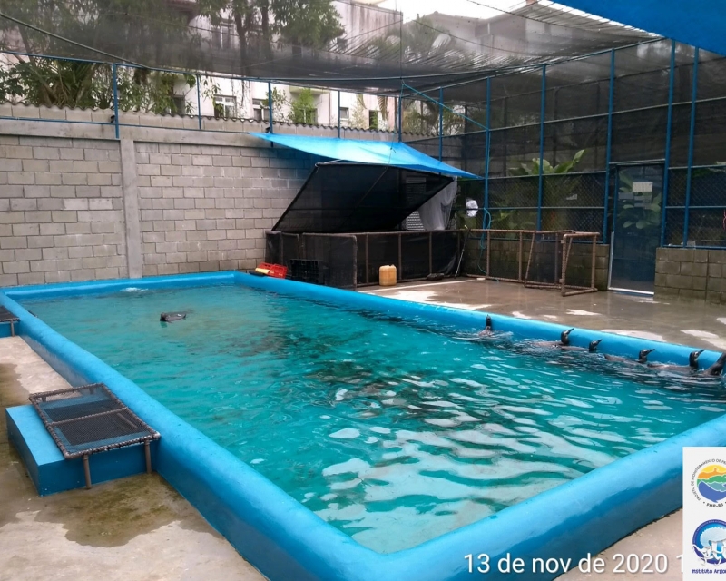 piscina de reabilitação dos pinguins