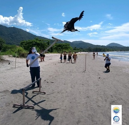 biologo devolvendo ave marinha ao habitat ajudando o animal a levantar voo