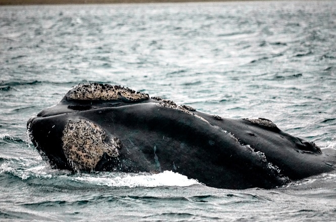baleia franca austral patagonia argentina