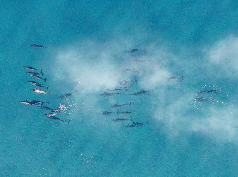 Projeto Golfinho Rotador integra votação popular de premiação internacional