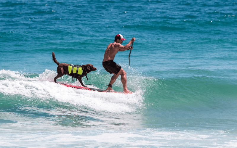 Bono, o Cão Surfista Comemora 16 Anos de Muita História em uma Nova Fase da Vida
